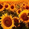 sunflowers84